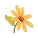Bloomville Invitation Gift
