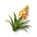 Agave