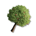 Apple Tree