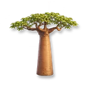 Baobab Tree