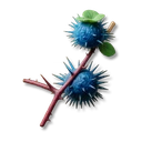 Blue Thornfruit