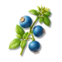 Bitter Berry