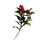 Candleberries