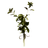 Great Mullein