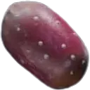 Prickly Pear