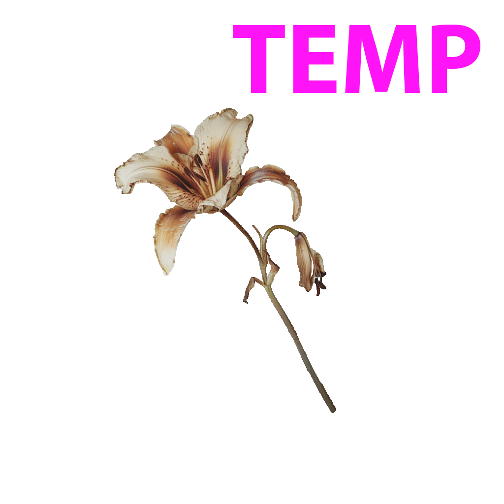 Husk Lily
