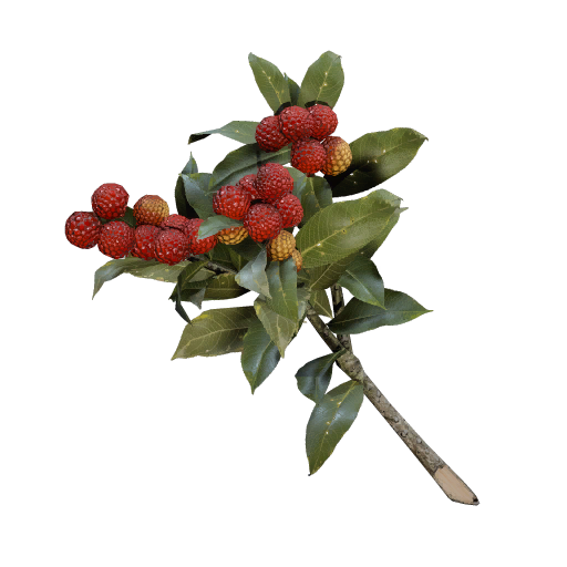 Candleberries