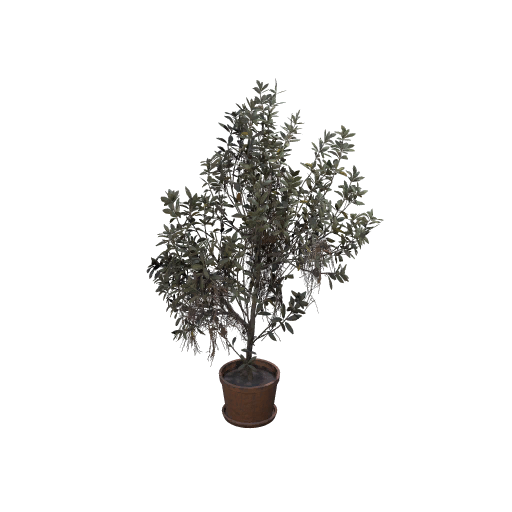 Holly Bush Design