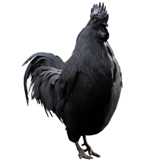 Ayam Cemani Scrappy Body