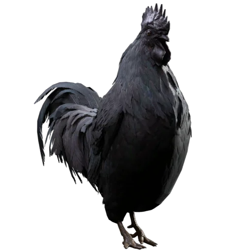 Ayam Cemani Scrappy Body in ARC Raiders