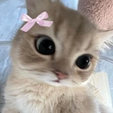 Siella