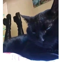 LapForCats