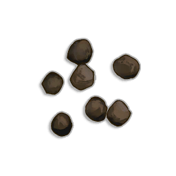 Cabbage seeds