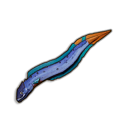 Raw Beltfish