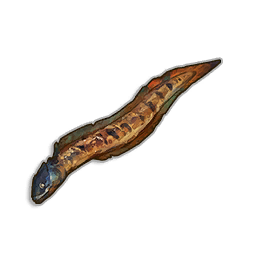 Burnt Beltfish