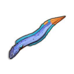Pristine Beltfish