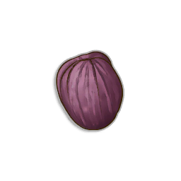 Irit Seeds