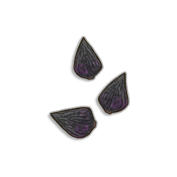 Onion seeds