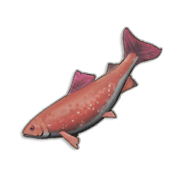 Raw Salmon