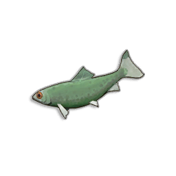 Raw Sardine