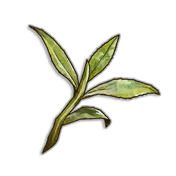 Tea Leaves