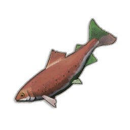 Raw Trout