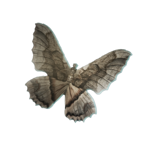 Moth