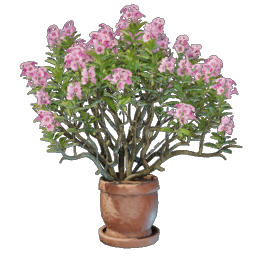 Alpine Rose