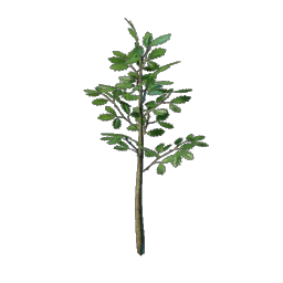 Oak Tree Seedling