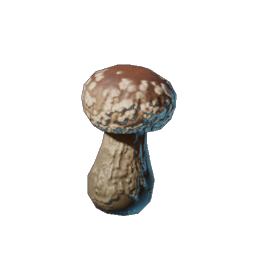 Shiitake Seedling