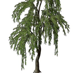 Willow Tree Seedling