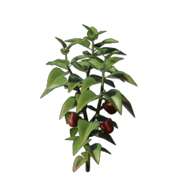 Bell Pepper Seedling