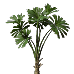 Licuala Seedling