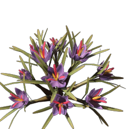 Saffron Seedling