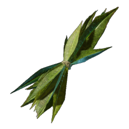Algae