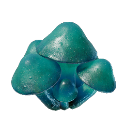 Azure Russula Seedling