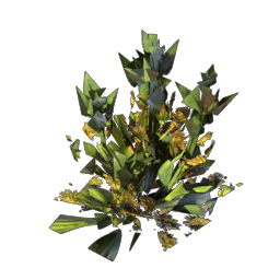 Gentian Seedling