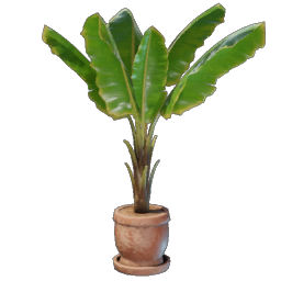 Banana Plant