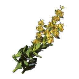 Gentian