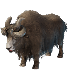 Yak