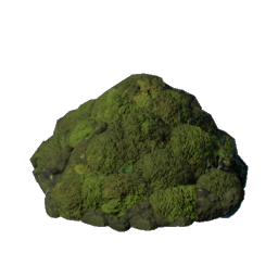 Blackmire Dirt