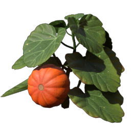 Pumpkin Seedling