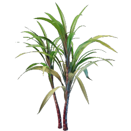 Sugar Cane Seedling