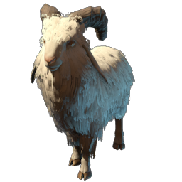 Baby Common Goat