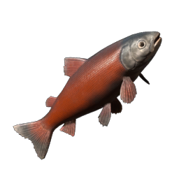 Crimsonback