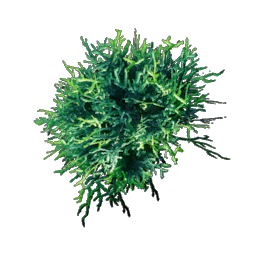 Acidic Mycelium