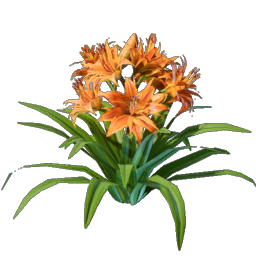 Daylily Seedling