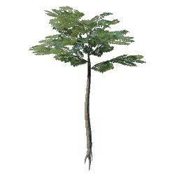 Nomad Highlands Slender Tree Seedling