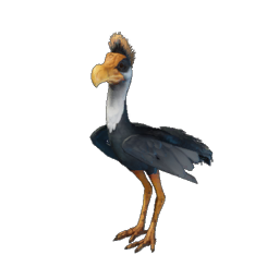 Round-Billed Sailer