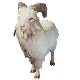 Common Goat